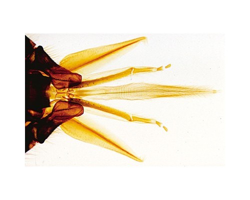 Микропрепараты «Медовая пчела Apis mellifica» на английском языке