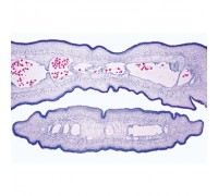 Микропрепараты «Общая паразитология», набор, на английском языке