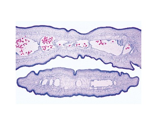 Микропрепараты «Общая паразитология», набор, на английском языке