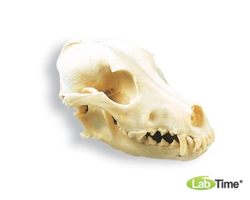 Модель черепа собаки (Canis domesticus)