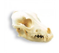 Модель черепа собаки (Canis domesticus)