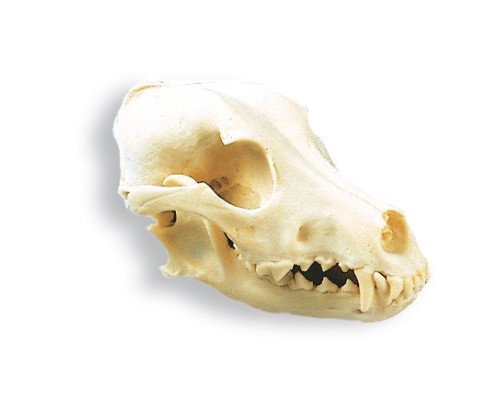 Модель черепа собаки (Canis domesticus)