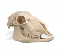 Модель черепа овцы (Ovis aries)