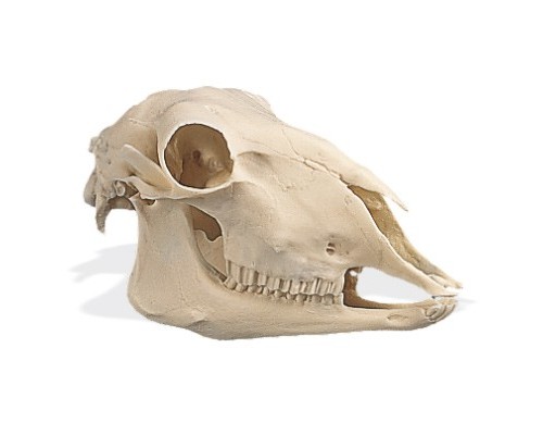 Модель черепа вівці (Ovis aries)