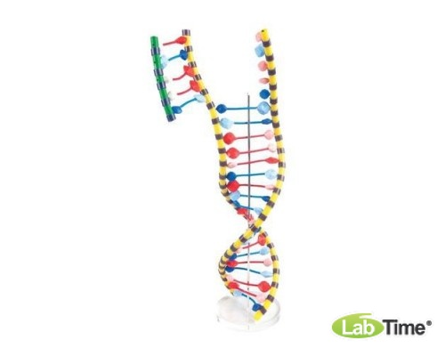 Модель двойной спирали ДНК