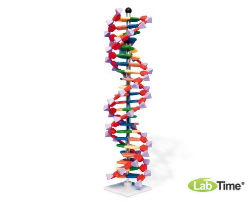 Современная модель ДНК miniDNA™ (22 слоя)