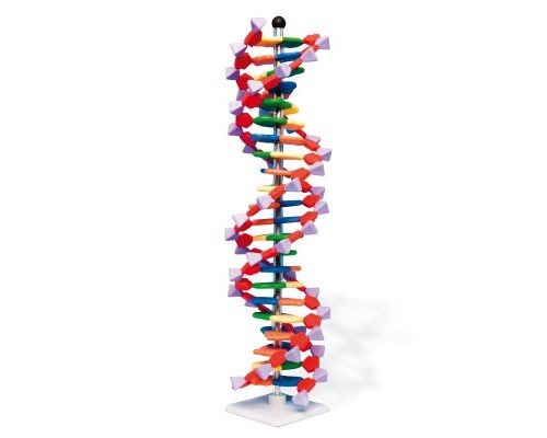 Сучасна модель ДНК miniDNA ™ (22 шару)