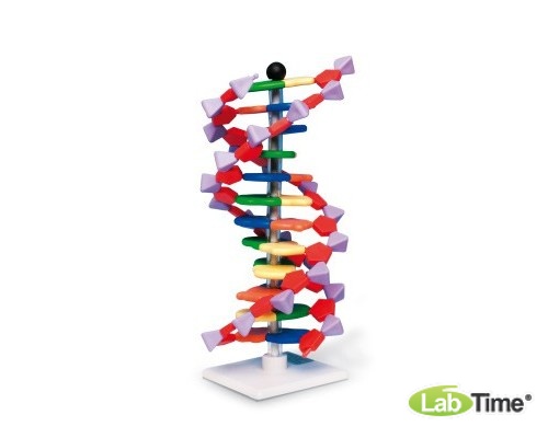 Современная модель ДНК miniDNA™ (12 слоев)
