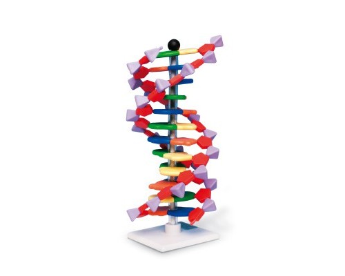 Сучасна модель ДНК miniDNA ™ (12 шарів)