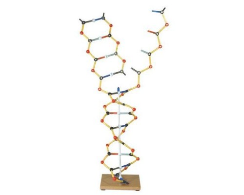Модель ДНК-РНК