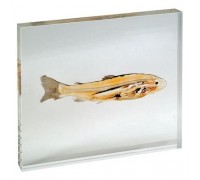 Модель пластінірованного зрізу риба