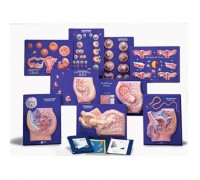 Набор для работы с 9 моделями репродуктивной системы человека