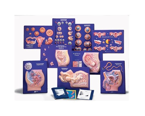 Набор для работы с 9 моделями репродуктивной системы человека