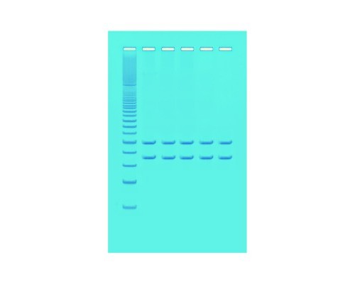 Аналіз мітохондріальної ДНК з використанням ПЛР