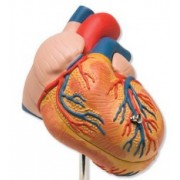 Серце, судинна система