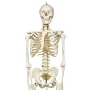 Скелети і кістки